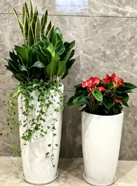 宁波绿植租赁方案-海曙绿植租摆服务商-鄞州花卉店-宁波绿色植物租用商家